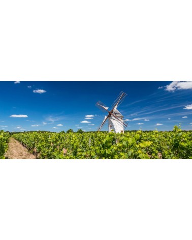 IGP Val de Loire Vendée - Moulin Blanc pinot noir - Rouge 75 cl